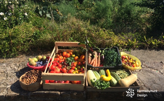 Jolie récolte de mi-septembre au potager en permaculture : un régal pour les yeux et les papilles avec de quoi faire le plein de vitamines, de nutriments et de goût ! Et les graines de nos tomates préférées, toutes issues de semences reproductibles, seront bien sûr récupérées pour faire des semences pour les années suivantes ;) !