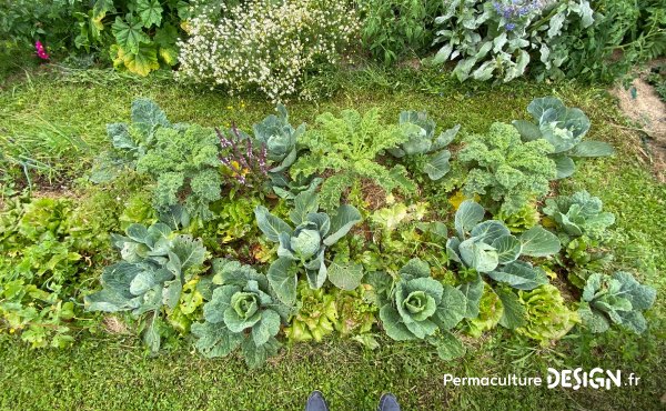 Exemple, chez Benjamin, d’une petite zone cultivée intensément avec tout l’espace occupé par des légumes et plantes aromatiques diverses. Illustration extraite de la formation en ligne « le potager Perma+ ».