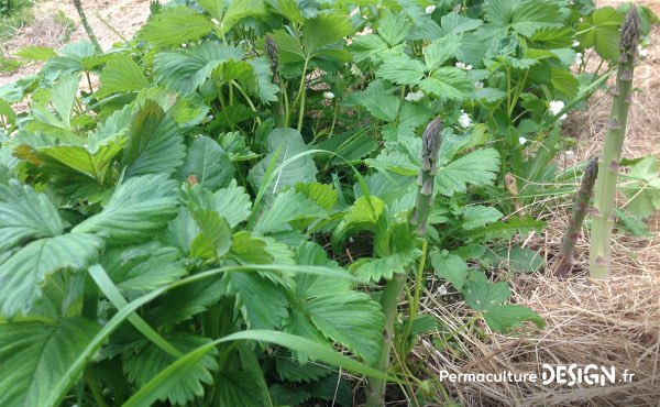 Légume vivace excellent, l’asperge a toute sa place dans un potager en permaculture. Ici en association avec des fraisiers en couvre-sol avec lesquels elles s’entendent très bien depuis plus de 4 ans chez Magalie, en Limousin.