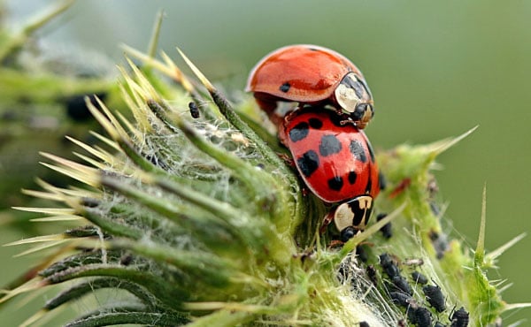 La coccinelle européenne : habitat, cycle de vie et alimentation 