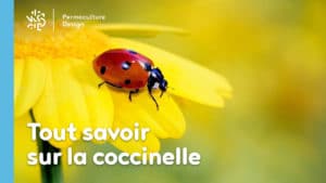 Tout savoir sur la coccinelle : demoiselle, bête à bon dieu, coccinelle européenne…