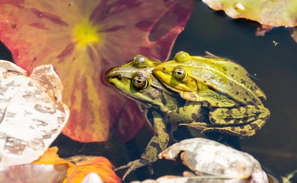 Très Rare Leurre De Pêche Vintage Heddon - "Vampire Bébé Grenouille" En Bois - USA