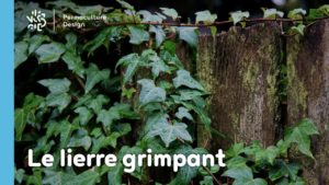 Le lierre grimpant, une plante rampante à croissance rapide