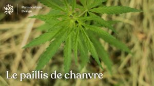 Paillis de chanvre : un paillage alternatif