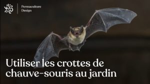 Crotte de chauve-souris et utilisation au jardin