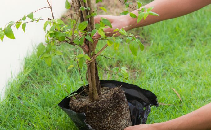 Découvrez tout ce qu’il faut savoir pour planter votre haie