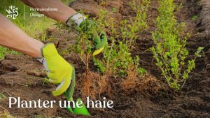 Planter une haie, tout ce qu’il faut savoir