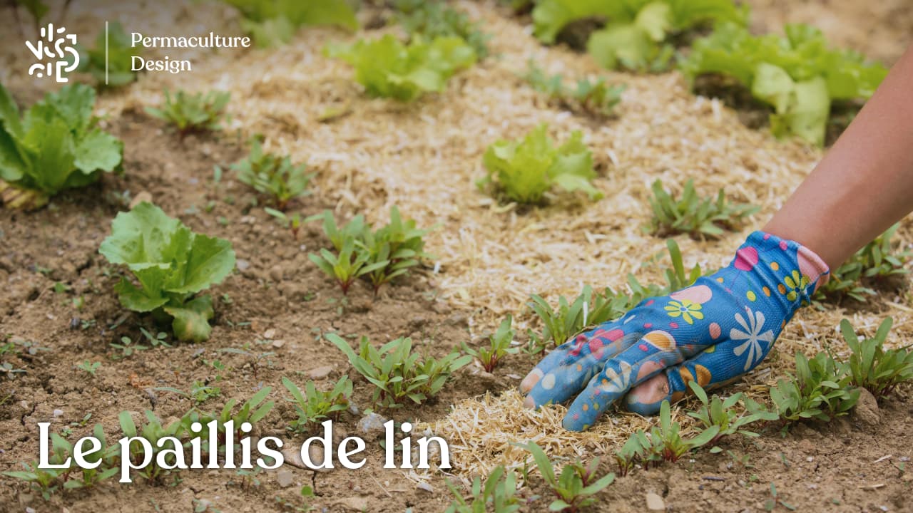 Paillis de lin en paillage au jardin