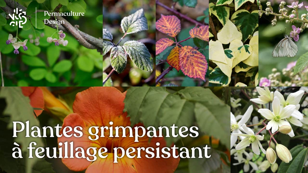Une sélection de plantes grimpantes à feuillage persistant et croissance assez rapide pour habiller murs et autres surfaces diverses toute l’année !