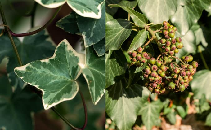 À gauche, lierre des Canaries au feuillage persistant panaché de blanc. À droite, lierre de Colchide aux feuilles plus imposantes.