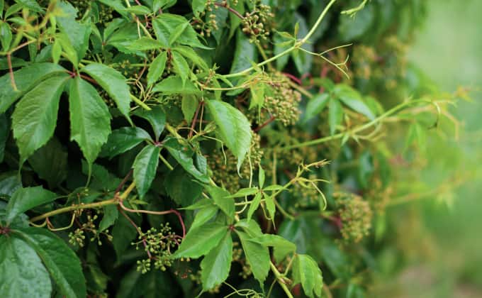 La vigne-vierge : plante grimpante à croissance rapide adaptée à l’ombre comme au soleil.