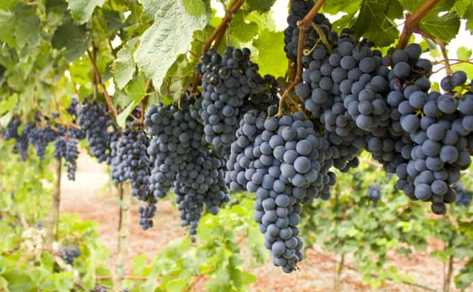 La vigne : plante grimpante vedette des expositions plein soleil pour ses grappes de fruits si savoureuses.
