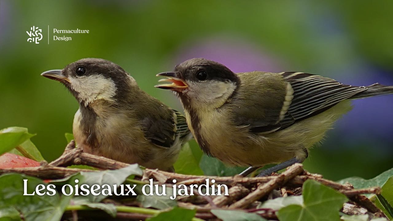 Observation et accueil des oiseaux du jardin