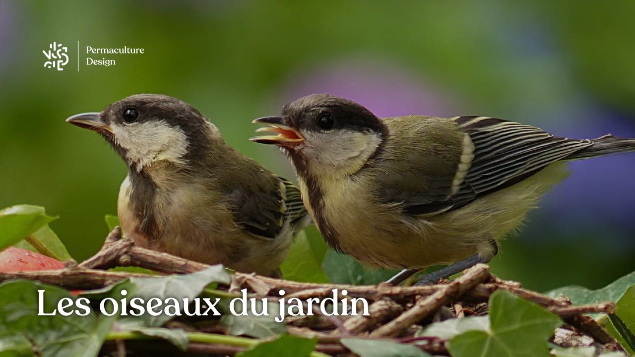 Calendrier 2024 les oiseaux du jardin – Les oiseaux du jardin
