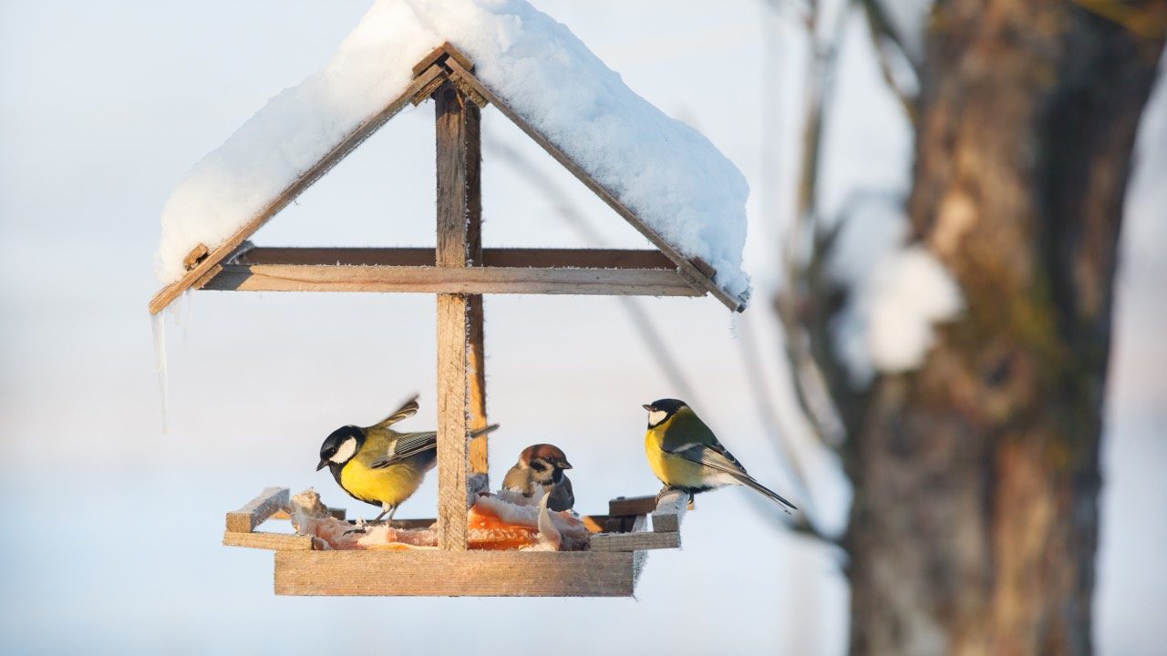 Faut-il installer une mangeoire pour les oiseaux dans votre jardin