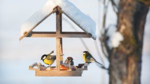 Une mangeoire pour les oiseaux, bonne ou mauvaise idée ?