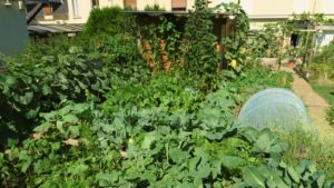 Optimiser son potager en permaculture avec les successions de cultures