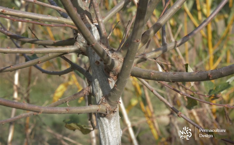 Pour obtenir du BRF, taillez vos arbres en trognes.