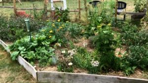 Permaculture au potager : 115 kg de légumes sur 50 m2 dans un jardin familial