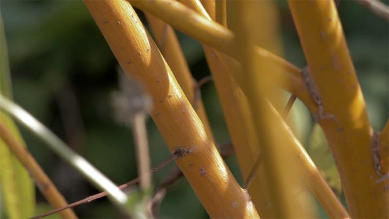 Faire son Bois Raméal Fragmenté pour faire du mulch avec des saules.