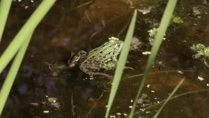 Créer une petite mare dans son jardin en permaculture