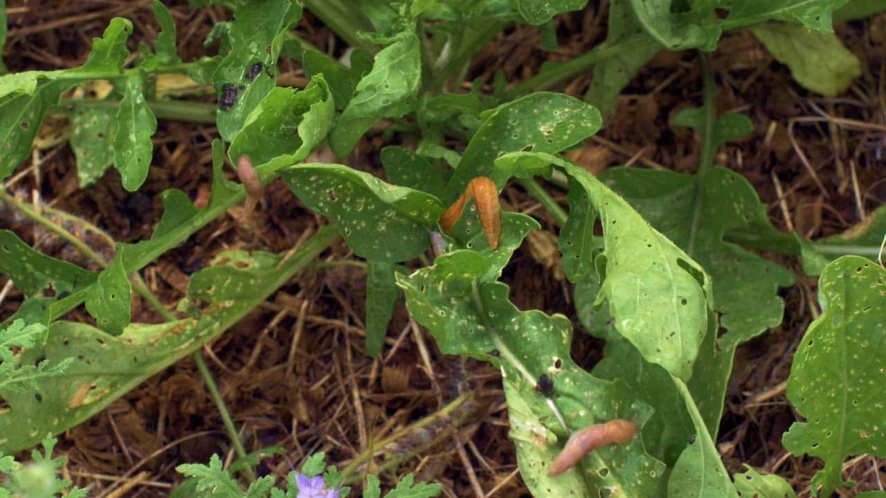 Limaces dans potager en permaculture.