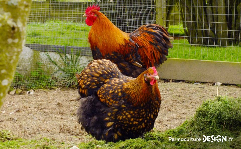 Hervé Husson, éleveur passionné, vous guide pour bien choisir les poules de votre petit élevage familial traditionnel.