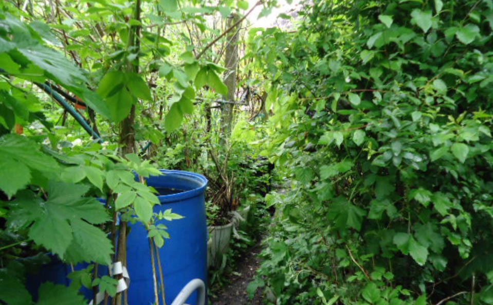 Le jardin-forêt en permaculture des fraternités ouvrières de Mouscron en Belgique produit des fruits et légumes en abondance toute l’année.