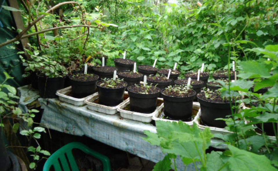 Le jardin-forêt en permaculture des fraternités ouvrières de Mouscron en Belgique produit des fruits et légumes en abondance toute l’année.