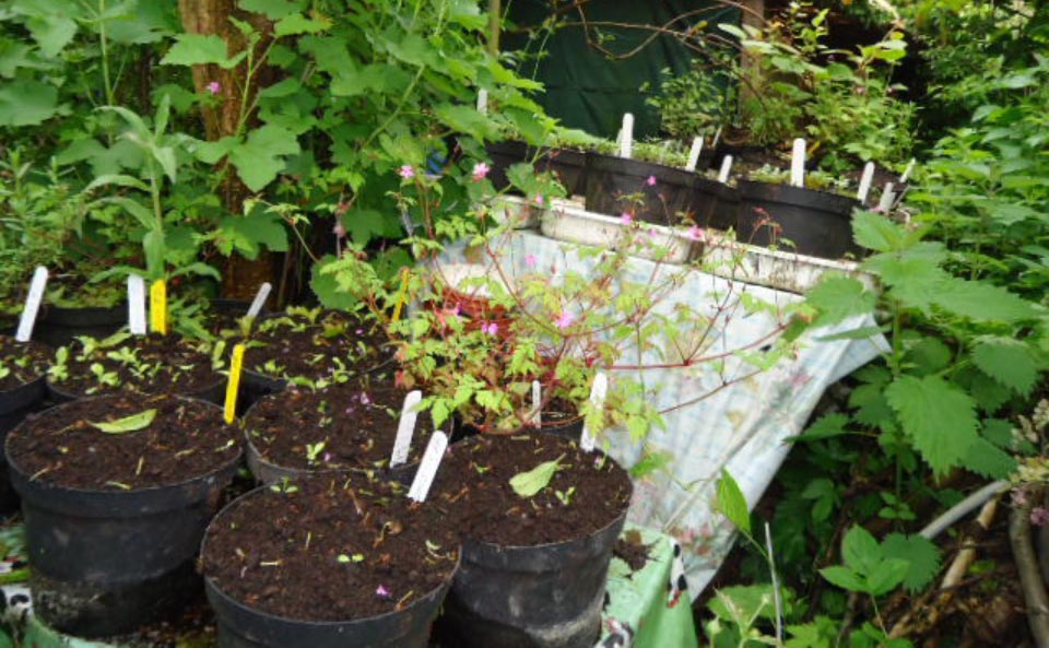 Le jardin-forêt en permaculture des fraternités ouvrières de Mouscron en Belgique produit des fruits et légumes en abondance toute l’année.