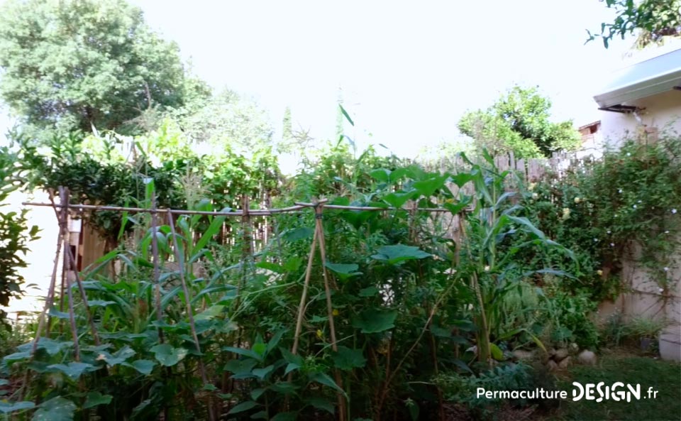 Grâce à la formation « Invitez la permaculture dans votre jardin », Myriam et Déborah ont transformé un parking en jardin potager résilient.