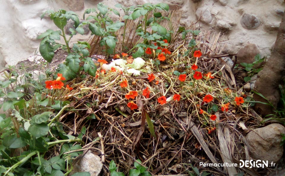 Grâce à la formation « Invitez la permaculture dans votre jardin », Myriam et Déborah ont transformé un parking en jardin potager résilient.