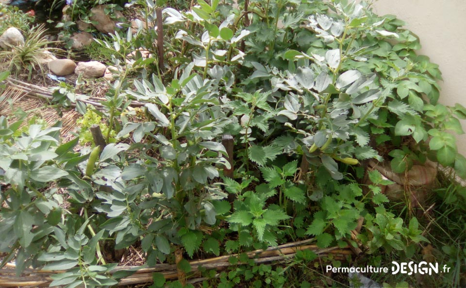 Grâce à la formation « Invitez la permaculture dans votre jardin », Myriam et Déborah ont transformé un parking en jardin potager résilient.