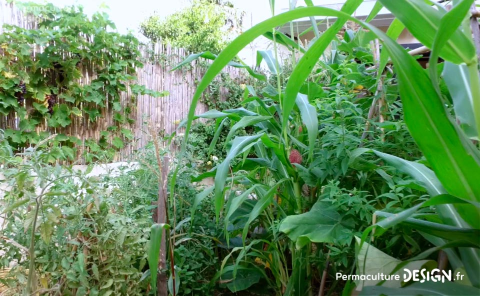 Grâce à la formation « Invitez la permaculture dans votre jardin », Myriam et Déborah ont transformé un parking en jardin potager résilient.