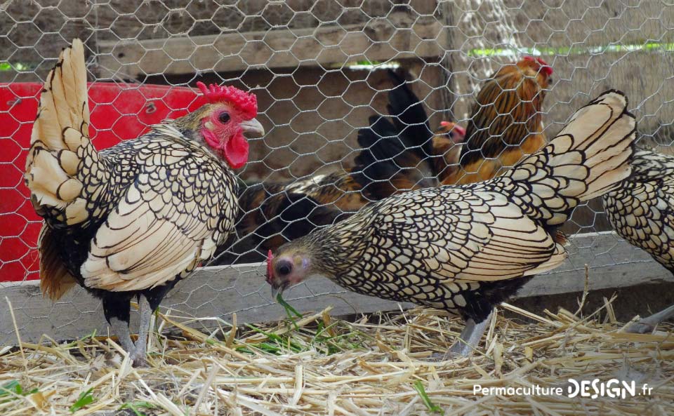 Hervé Husson nous raconte la vraie nature de la poule, ses origines et l’histoire de son élevage à travers les âges.