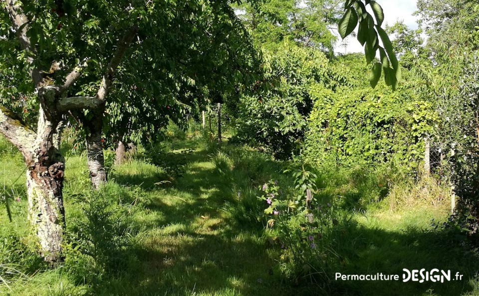 Julie et Ludovic ont réussi à transformer un verger classique en jardin d’abondance grâce au design de permaculture.