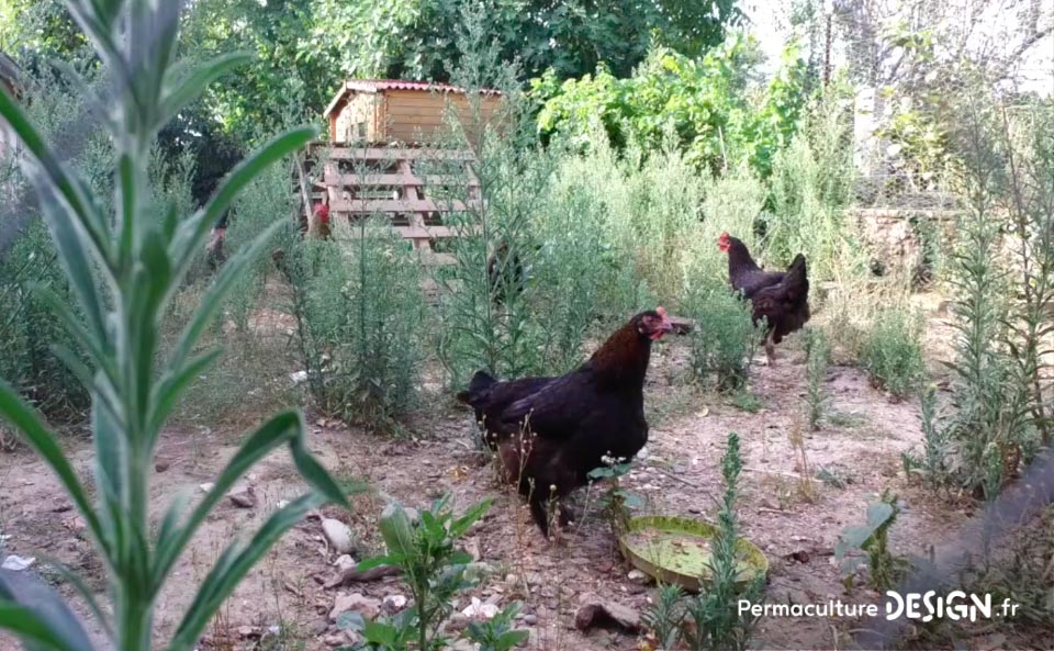 Julie et Ludovic ont réussi à transformer un verger classique en jardin d’abondance grâce au design de permaculture.