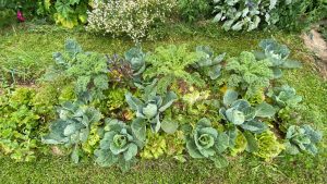 Comment faire un potager en permaculture ?