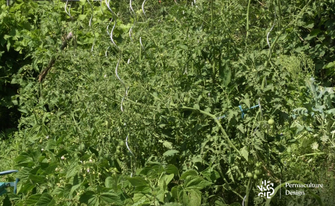 Plants de tomates de variétés à petits fruits non taillés qui forment de véritables buissons dans un potager en permaculture.