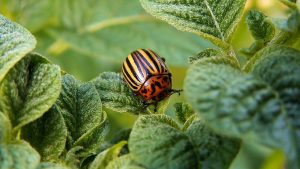 Comment gérer les doryphores sur vos pommes de terre ?