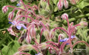 Faites Venir Les Insectes Pollinisateurs Dans Votre Jardin