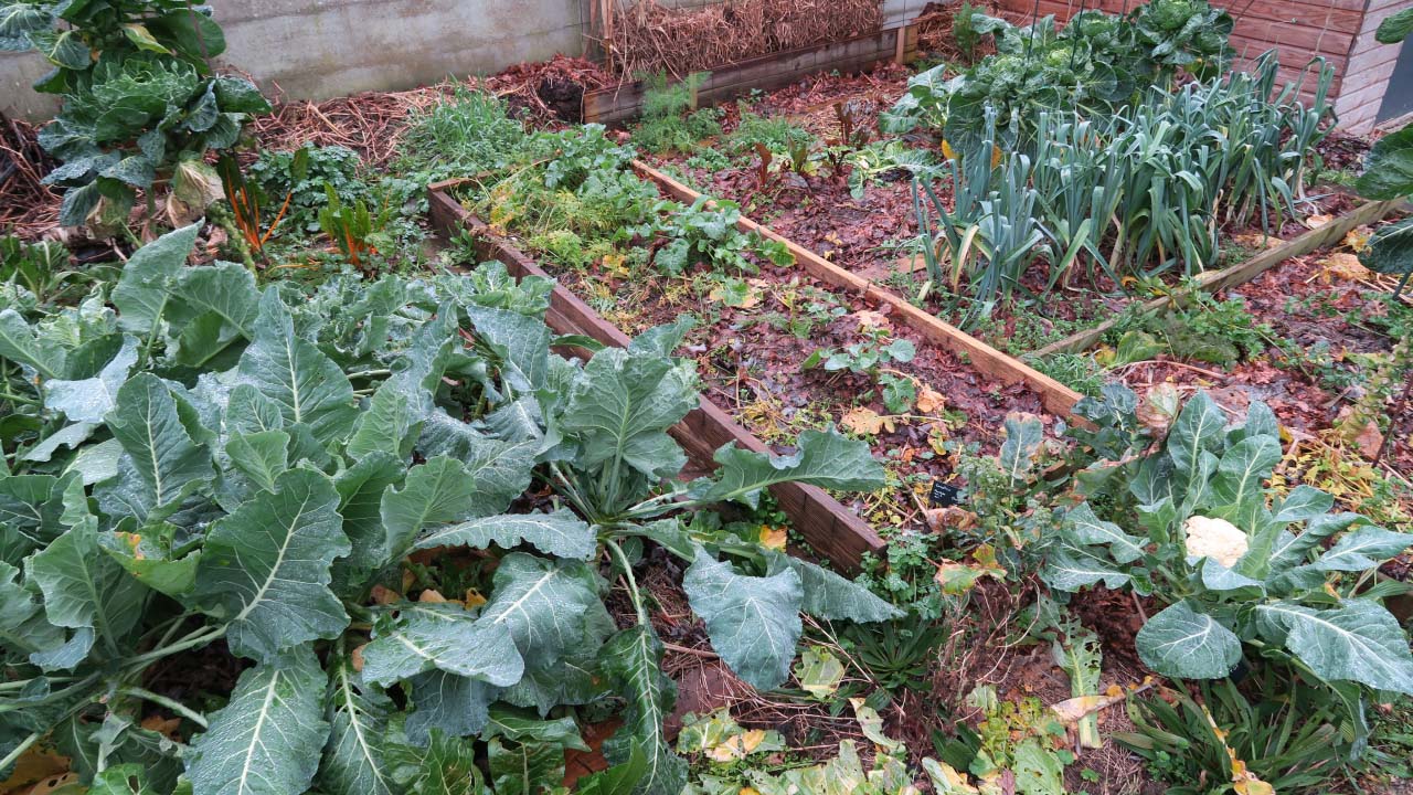 Quels légumes d'hiver planter dans son potager ?
