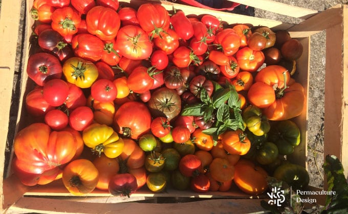 Comment récolter, conserver, récupérer puis planter des graines de tomate  et de courge ? 