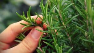 Planter sa pharmacie naturelle