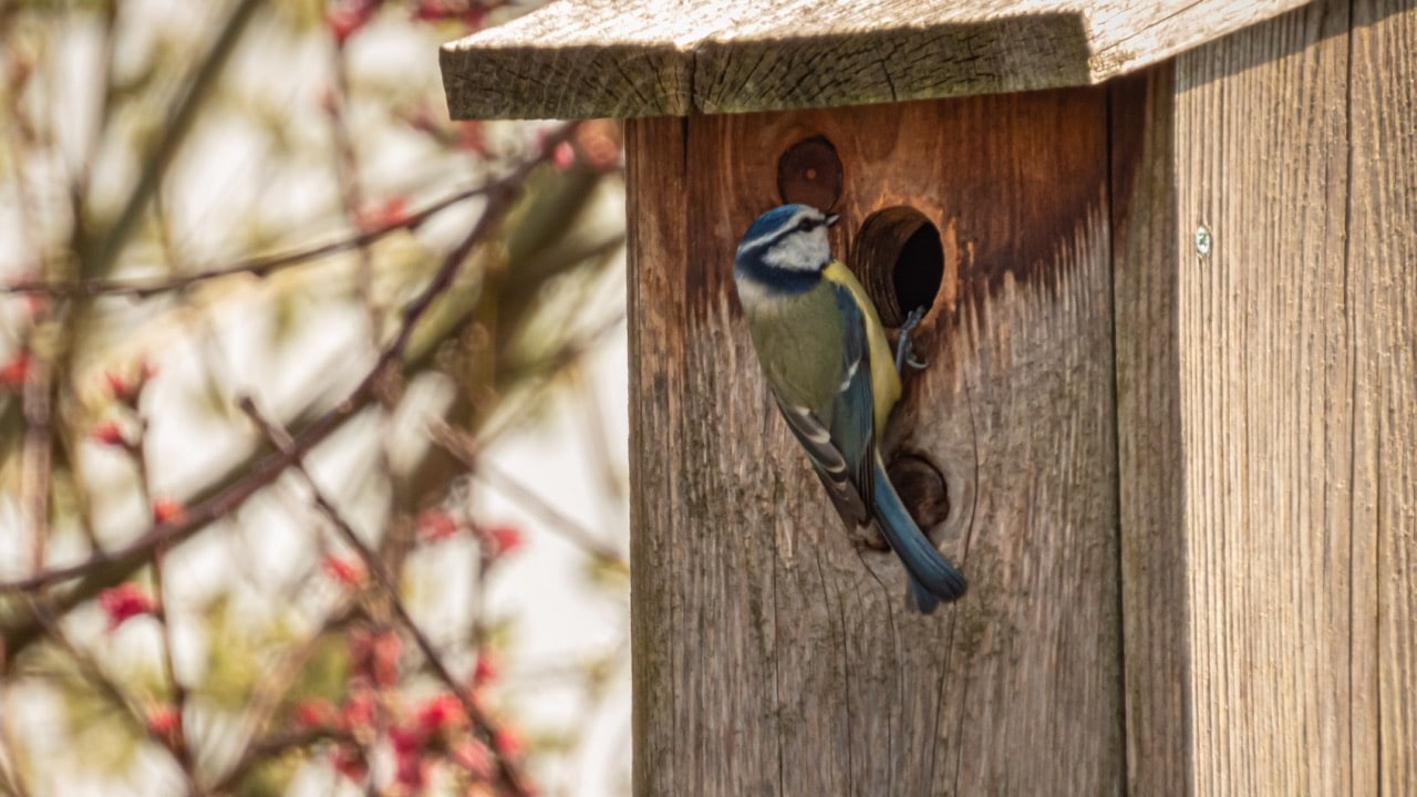 Comment fabriquer un nichoir pour les oiseaux de votre jardin ?