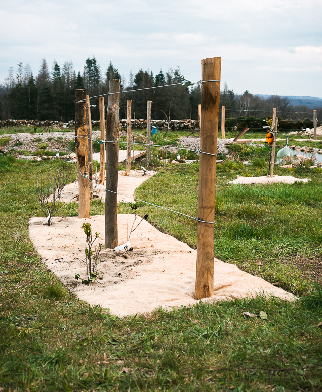 Jardin naturel avec sa clôture agricole plantée de petits fruits et grimpantes comestibles