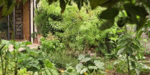 Un jardin en permaculture de moins de 100 m2, retour d’expérience 5 ans après…