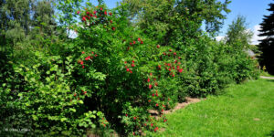 Comment créer une haie de jardin pour la biodiversité ?