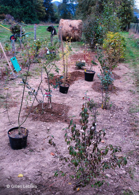 Exemple de plantation d’une haie d’arbres et arbustes en quinconce pour attirer la biodiversité.