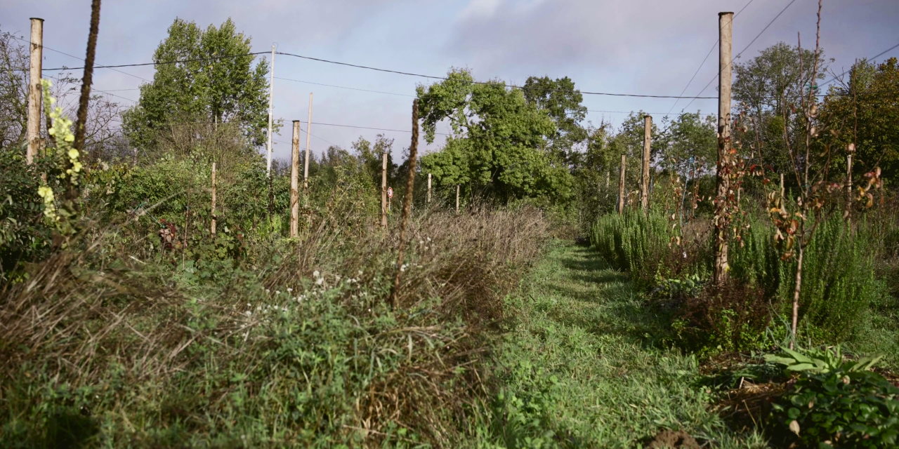 Création d’un verger naturel ou d’un jardin-forêt